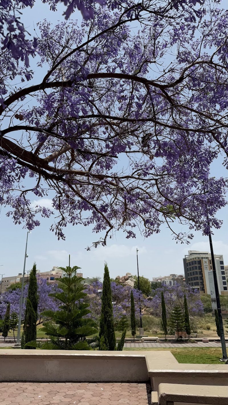 موسم الجاكرندا