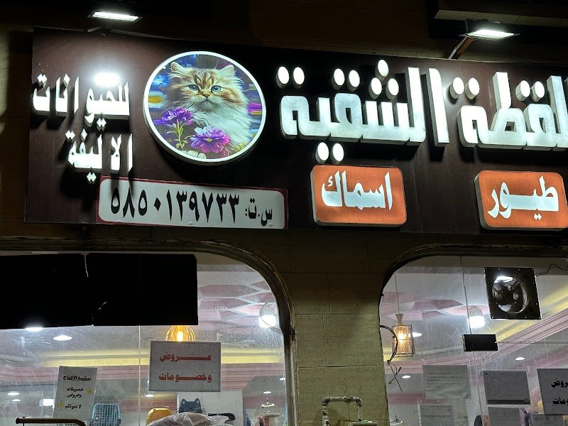 محل القطه الشقيه للحيوانات الاليفه