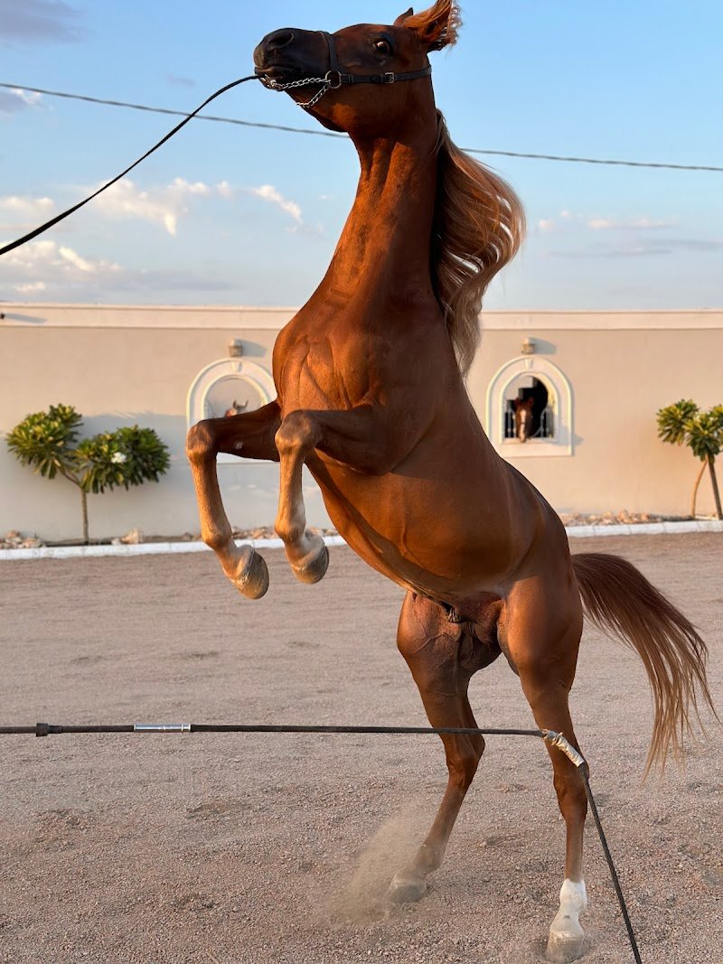 اسطبل أحمد الشهراني للخيل العربية الاصيلة