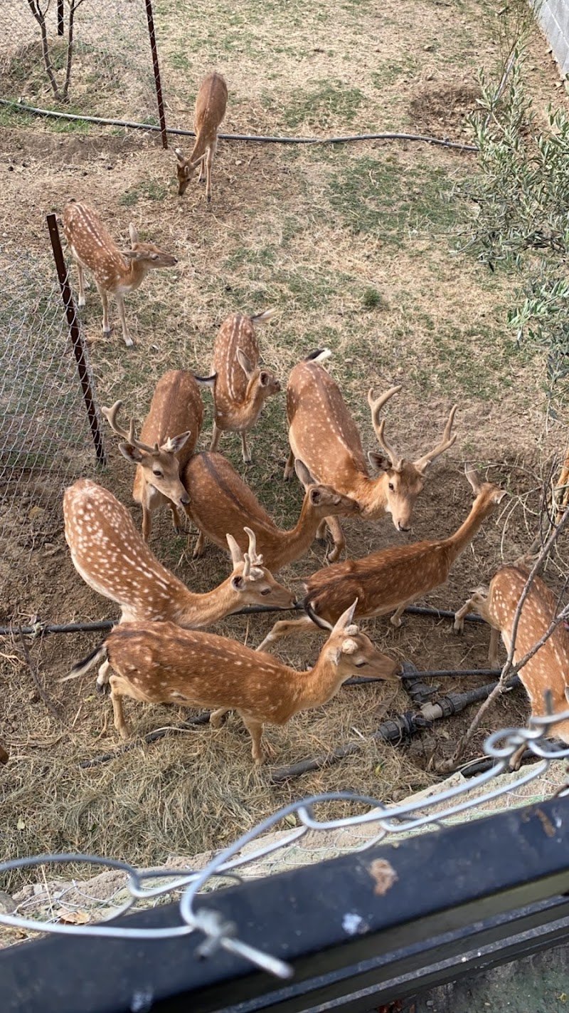 مزرعة التين والزيتون