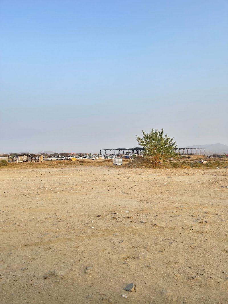 سوق المواشي الأعلاف بمحافظه بارق