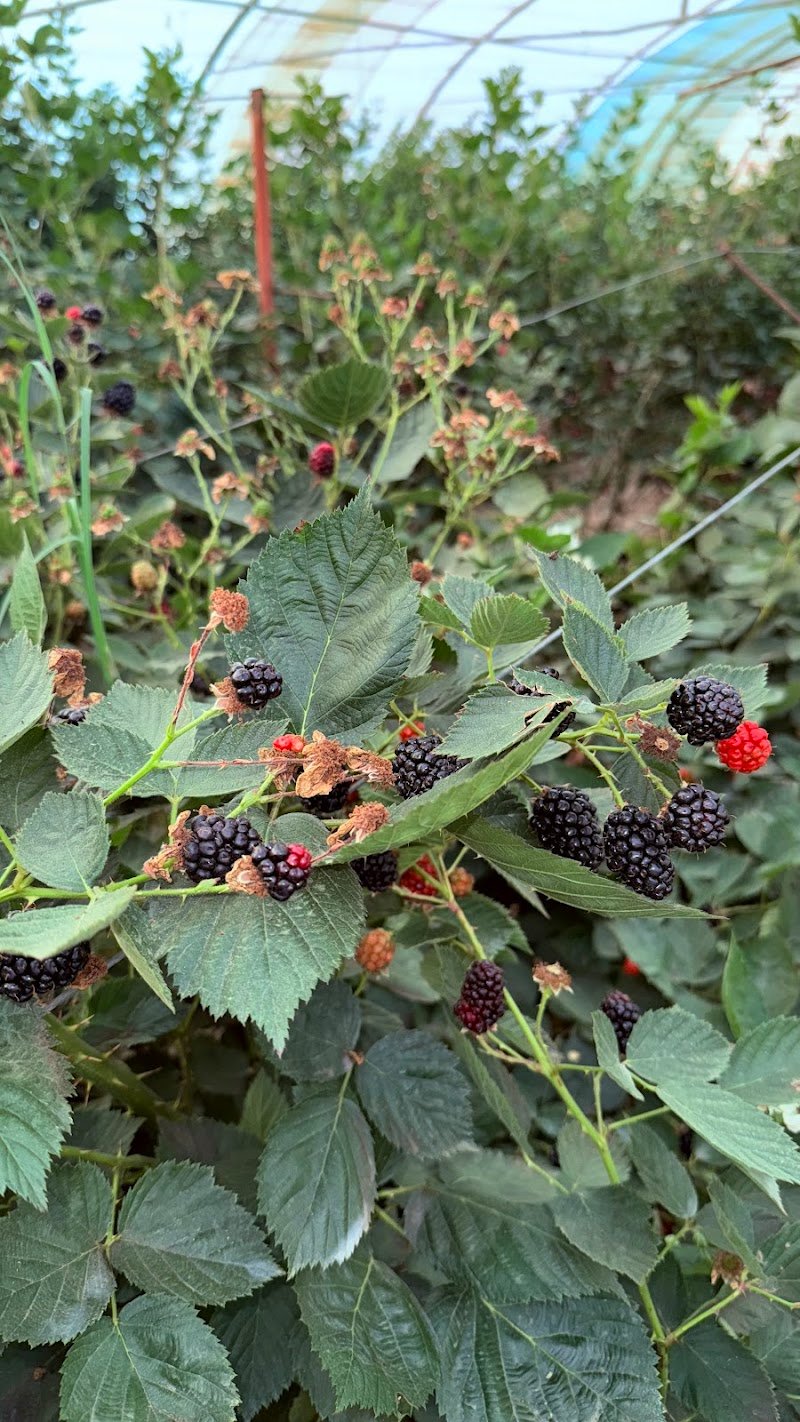 مزرعة ريف التوت